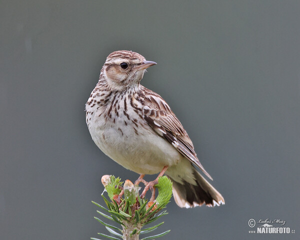 Wood Lark (Lullula arborea)