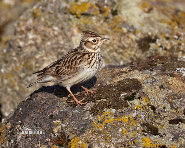 Wood Lark (Lullula arborea)