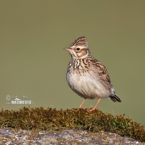 Wood Lark (Lullula arborea)