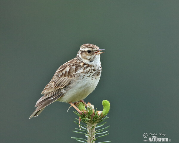 Wood Lark (Lullula arborea)