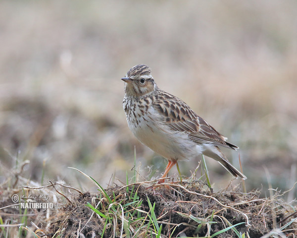 Wood Lark (Lullula arborea)