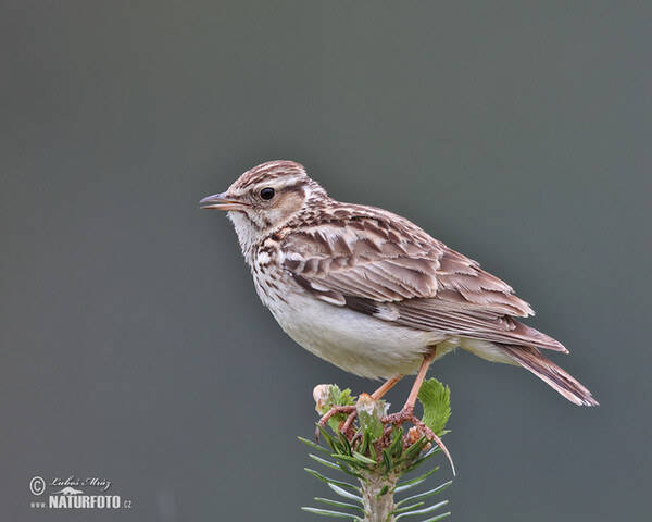 Wood Lark (Lullula arborea)