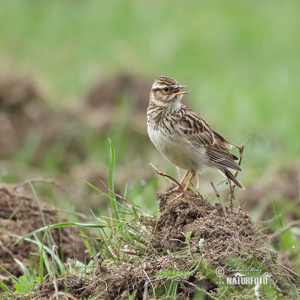 Wood Lark (Lullula arborea)