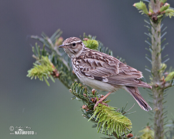 Wood Lark (Lullula arborea)