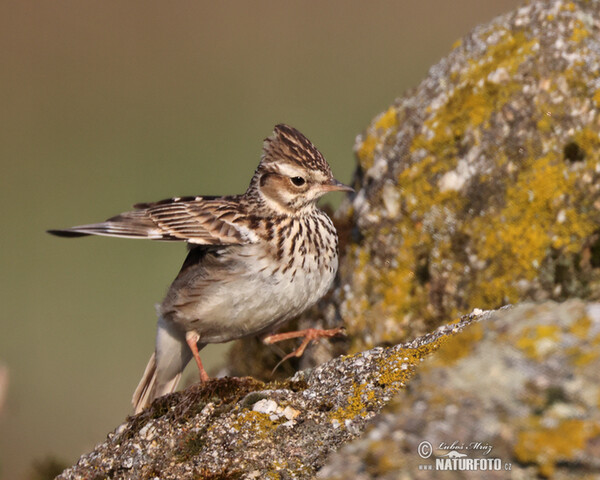 Wood Lark (Lullula arborea)