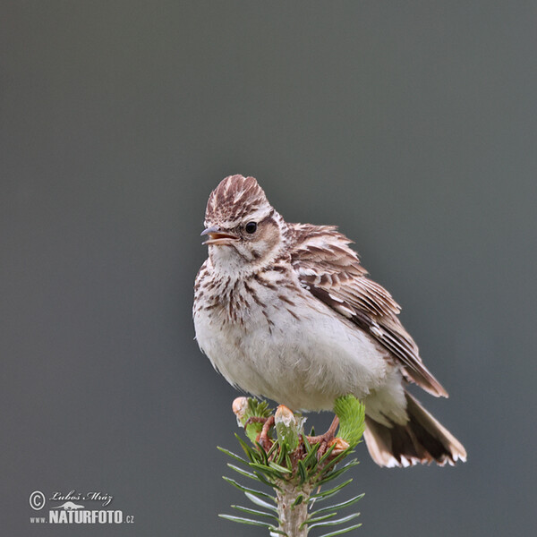 Wood Lark (Lullula arborea)