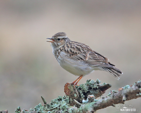 Wood Lark (Lullula arborea)