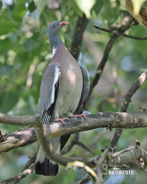 Wood Pigeon (Columba palumbus)