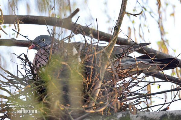 Wood Pigeon (Columba palumbus)