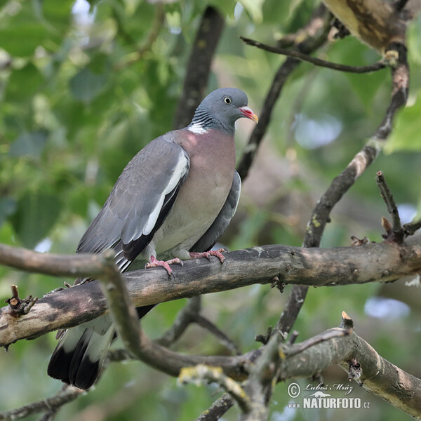 Wood Pigeon (Columba palumbus)