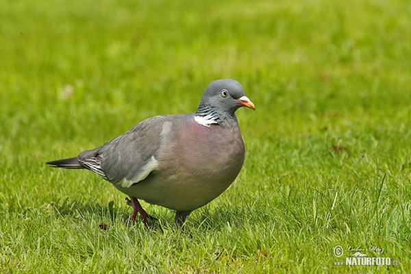 Wood Pigeon (Columba palumbus)