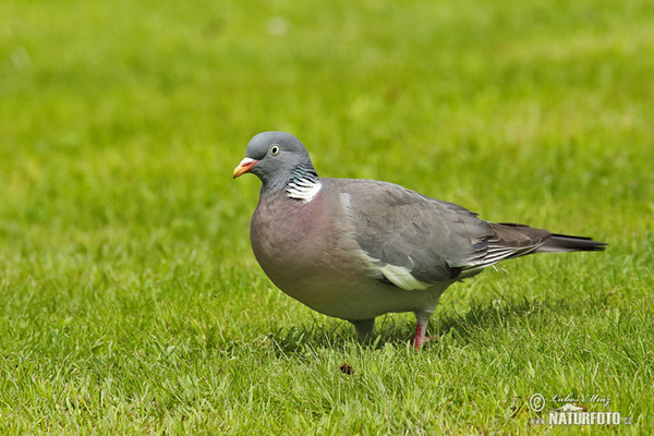 Wood Pigeon (Columba palumbus)