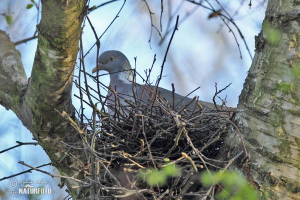 Wood Pigeon (Columba palumbus)