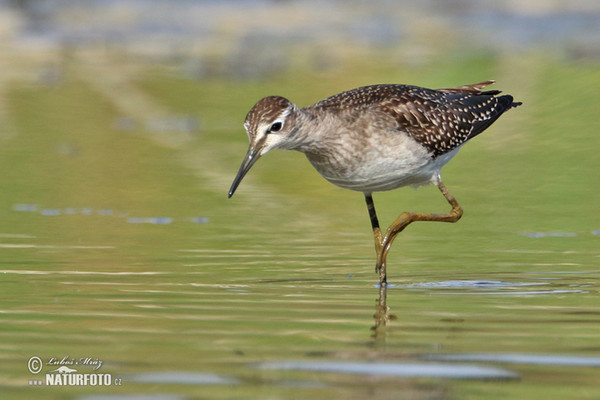 Wood Sandpiper (Tringa glareola)