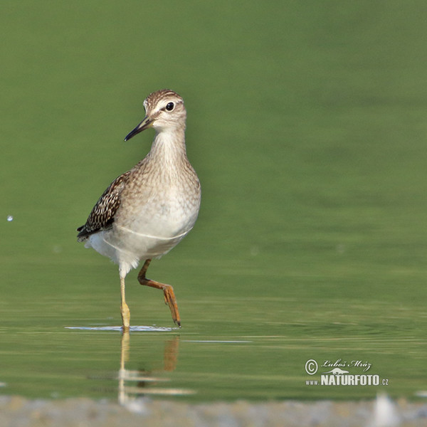 Wood Sandpiper (Tringa glareola)