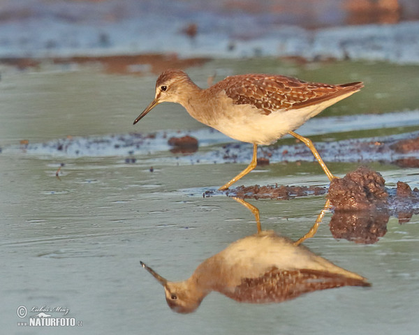 Wood Sandpiper (Tringa glareola)