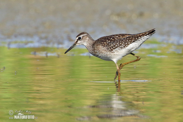 Wood Sandpiper (Tringa glareola)