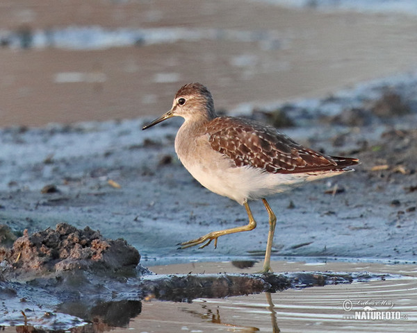 Wood Sandpiper (Tringa glareola)