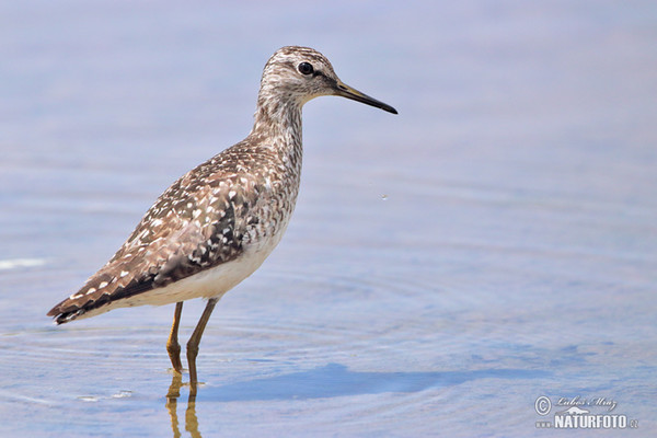 Wood Sandpiper (Tringa glareola)