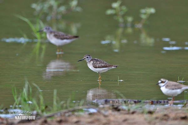 Wood Sandpiper (Tringa glareola)