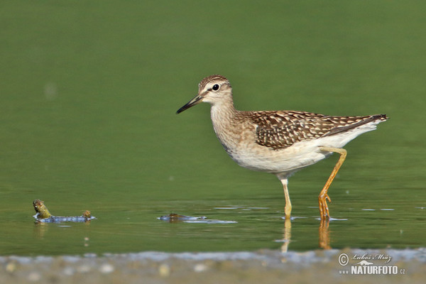 Wood Sandpiper (Tringa glareola)