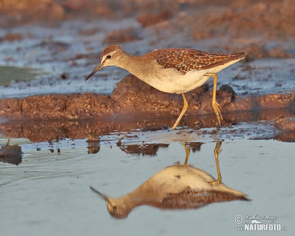 Wood Sandpiper (Tringa glareola)