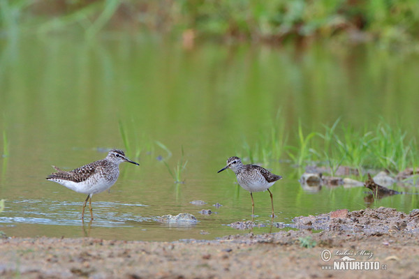 Wood Sandpiper (Tringa glareola)