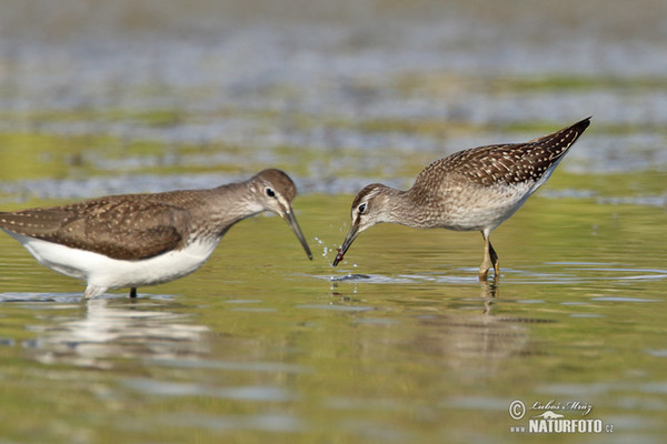 Wood Sandpiper (Tringa glareola)