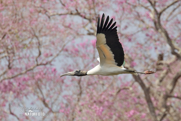 Wood Stork (Mycteria americana)