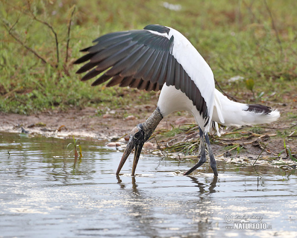 Wood Stork (Mycteria americana)