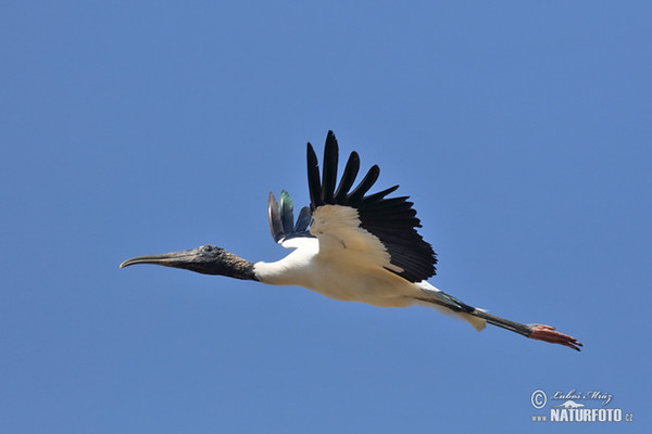 Wood Stork (Mycteria americana)