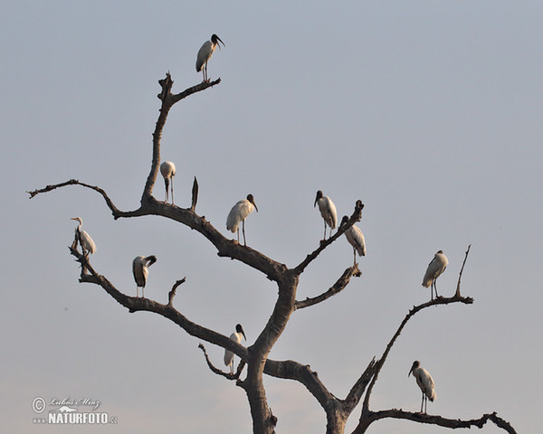 Wood Stork (Mycteria americana)