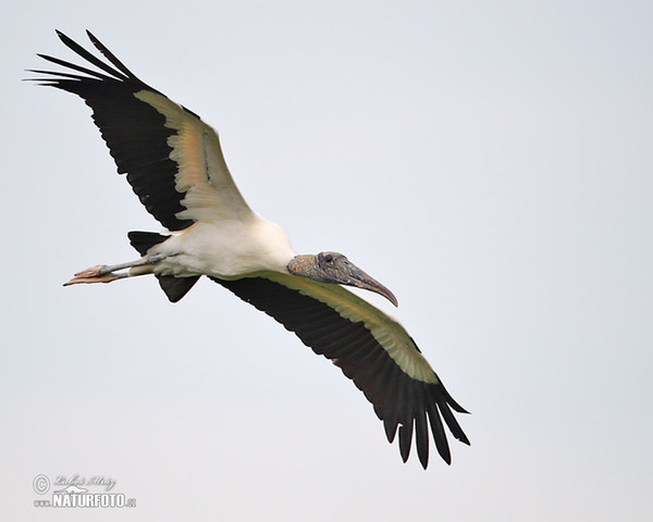 Wood Stork (Mycteria americana)