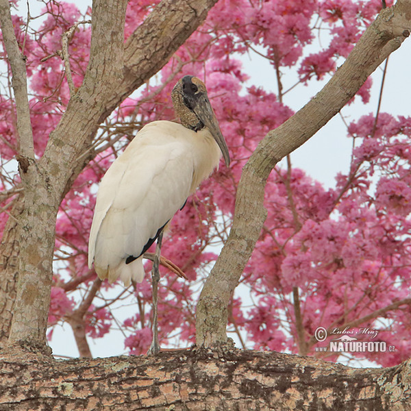 Wood Stork (Mycteria americana)