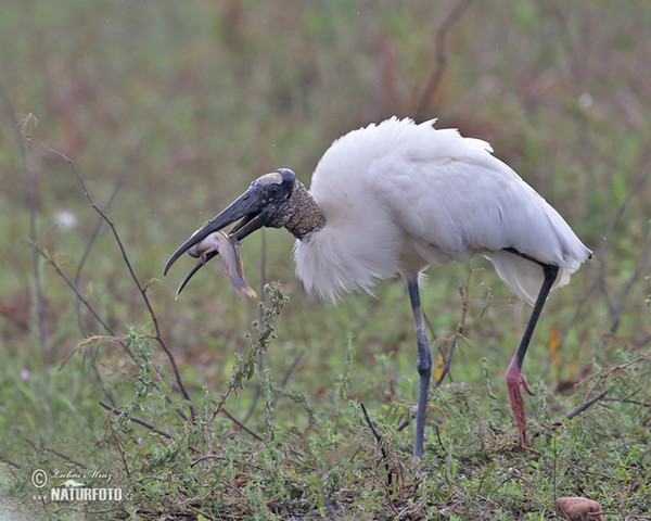 Wood Stork (Mycteria americana)