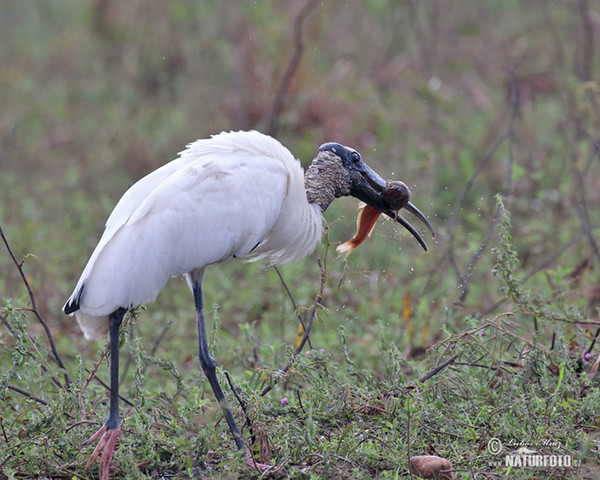 Wood Stork (Mycteria americana)