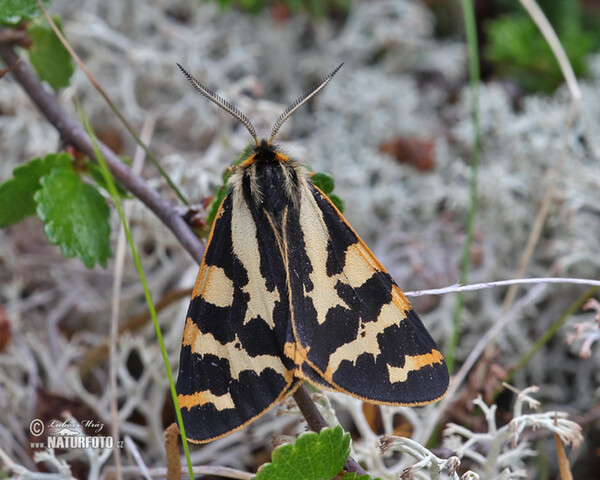 Wood Tiger (Parasemia plantaginis)