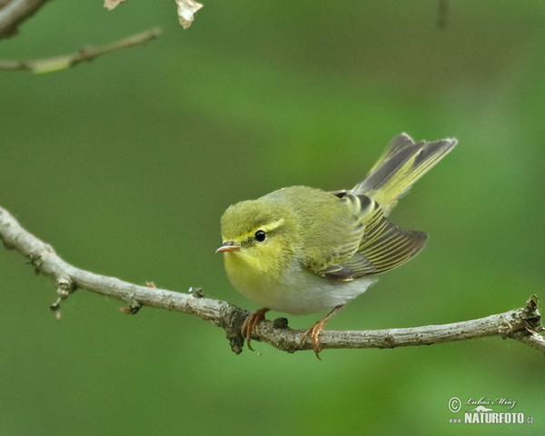 Wood Warbler (Phylloscopus sibilatrix)