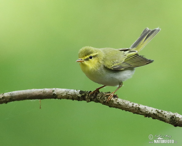 Wood Warbler (Phylloscopus sibilatrix)