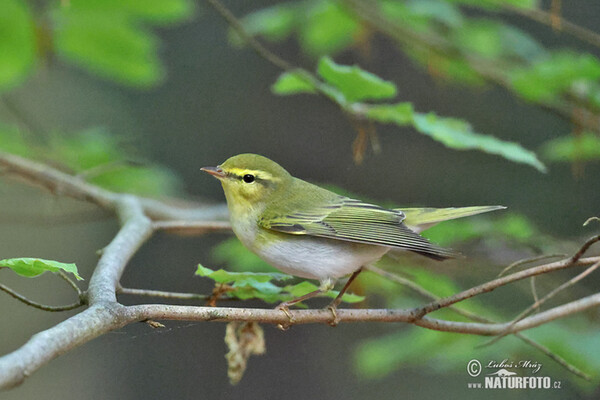 Wood Warbler (Phylloscopus sibilatrix)