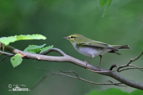 Wood Warbler (Phylloscopus sibilatrix)