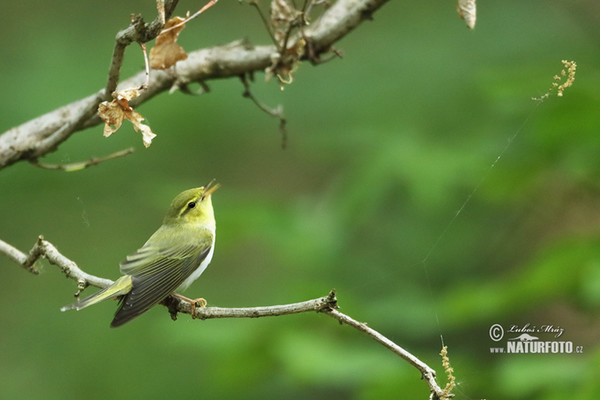 Wood Warbler (Phylloscopus sibilatrix)