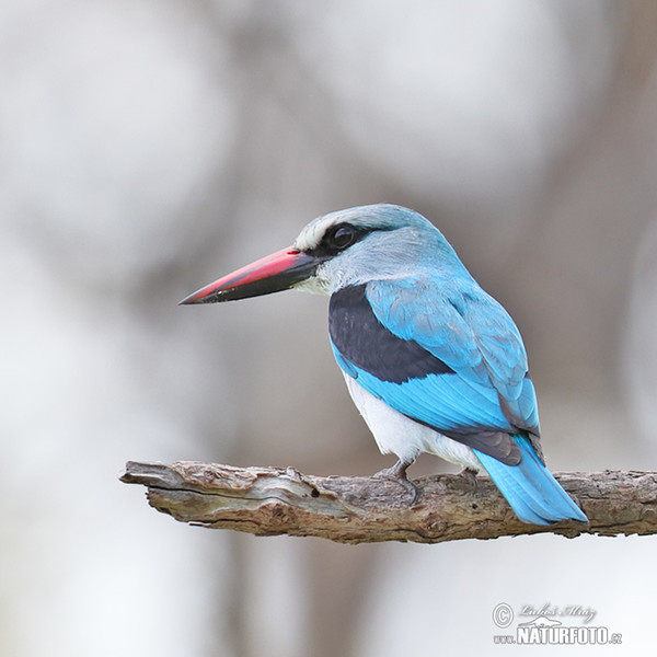 Woodland Kingfisher (Halcyon senegalensis)