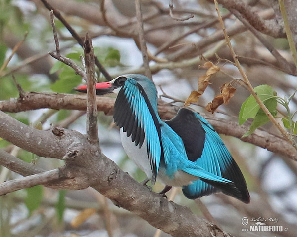 Woodland Kingfisher (Halcyon senegalensis)