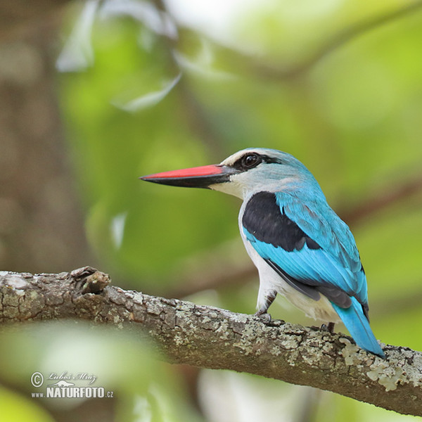 Woodland Kingfisher (Halcyon senegalensis)