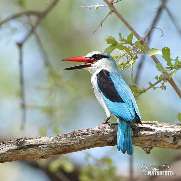 Woodland Kingfisher (Halcyon senegalensis)