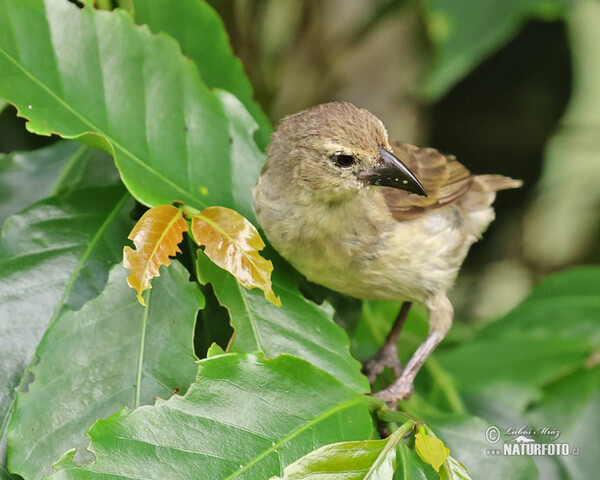 Woodpecker Finch (Camarhynchus pallidus)