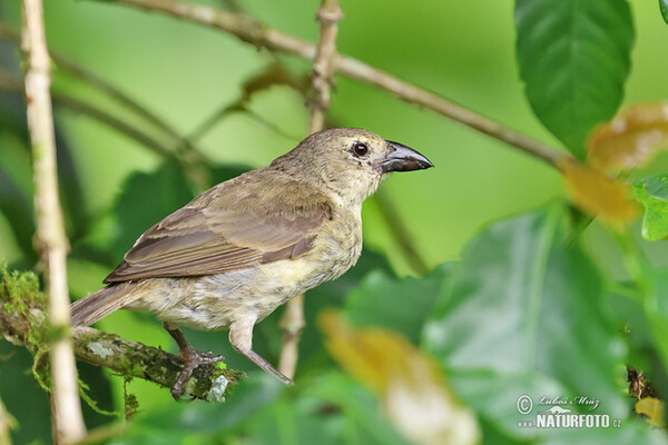 Woodpecker Finch (Camarhynchus pallidus)