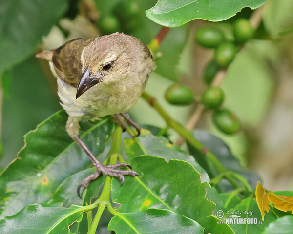 Woodpecker Finch (Camarhynchus pallidus)