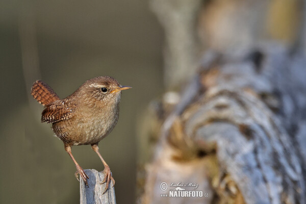 Wren (Troglodytes troglodytes)